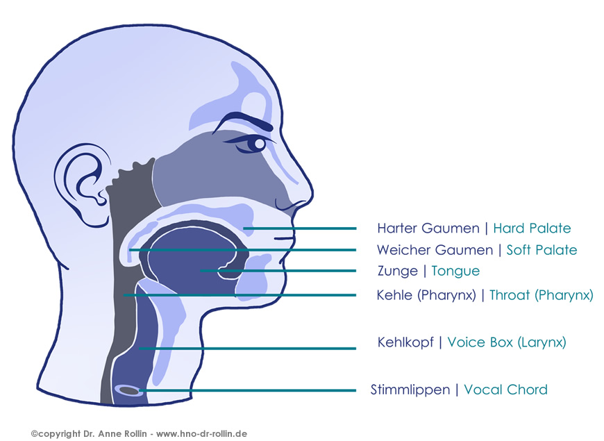 Anatomie der Nase und Hals